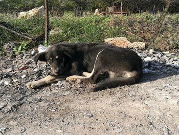 Dog relaxing outdoors