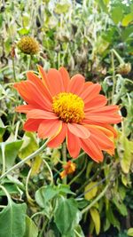 Close-up of orange flowering plants