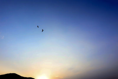 Low angle view of bird flying in sky