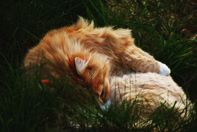 View of a cat resting on field