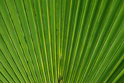 Full frame shot of palm tree