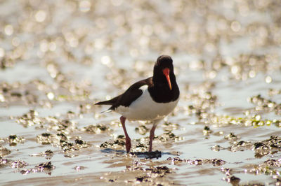 Bird on a lake