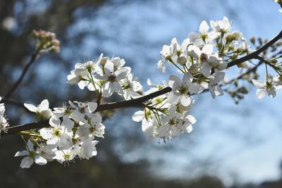 Close-up of cherry blossoms in spring