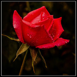 Close-up of red rose