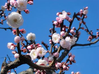 Low angle view of magnolia blossoms against sky