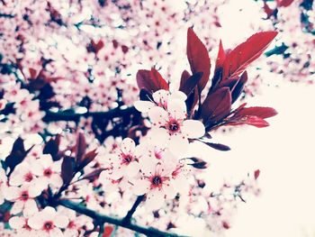 Close-up of flowers on plant