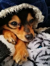 Close-up portrait of dog