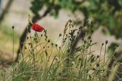 Close-up of red poppy flowers on field