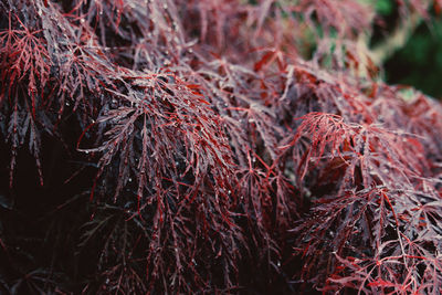 Close-up of dried autumn leaves