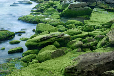 High angle view of green moss covered rocks in river