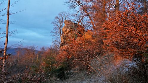 Trees growing in forest against sky during autumn