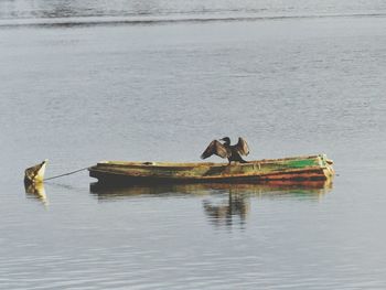 Cormorant on boat in river