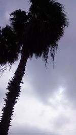 Low angle view of palm trees