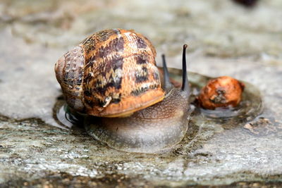 Snail close up photos taken after the rain in the garden
