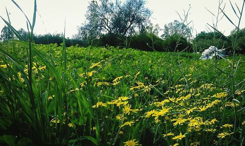 Plants growing on field