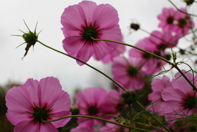 Close-up of pink cosmos flowers blooming against sky
