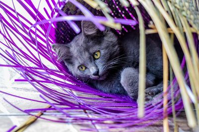 Close-up portrait of a cat