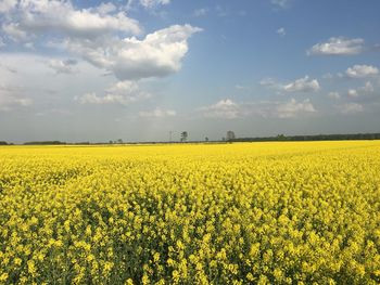 Scenic view of oilseed rape field against sky