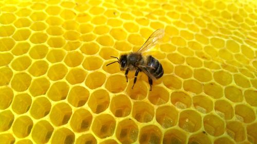 Close-up of bee on yellow leaf