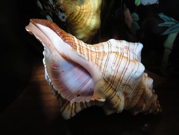 Close-up of shells in the sea