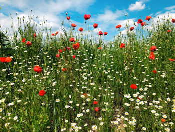 Close-up of yellow flowering plants on field against sky