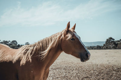 Horse standing on field against sky