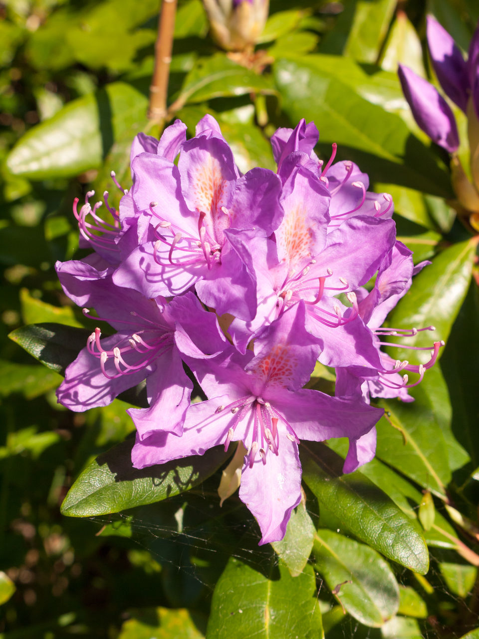 CLOSE-UP OF PINK ROSE PURPLE FLOWERS