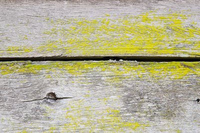 High angle view of bird on wood