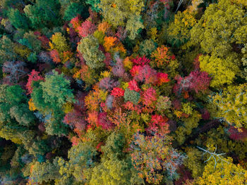 Full frame shot of colorful flowering plants during autumn