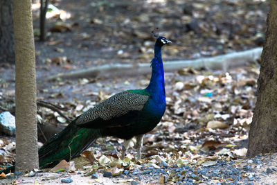 Peacock on field