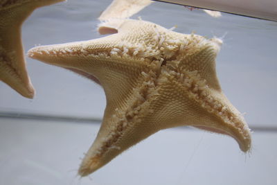 High angle view of starfish in the sea