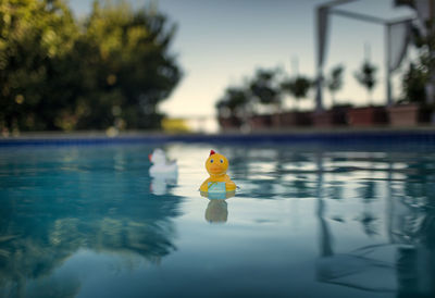 Close-up of toy floating on swimming pool