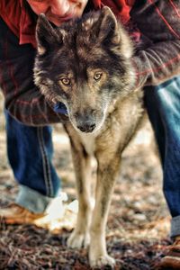 Close-up of dog