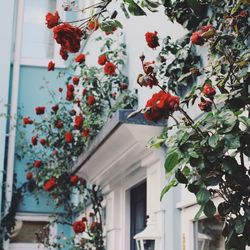 Red flowering plant against building