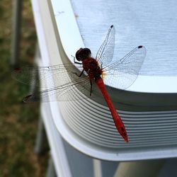 Close-up of dragonfly