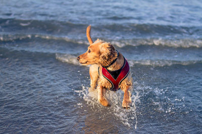 Golden retriever with dog on beach