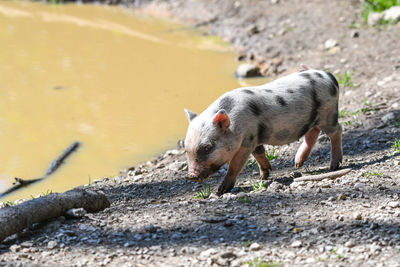 Portrait of a pig