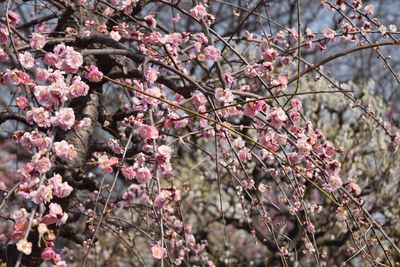 Low angle view of pink flowers blooming on tree