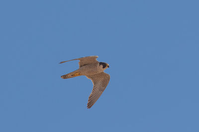 Low angle view of bird flying in sky