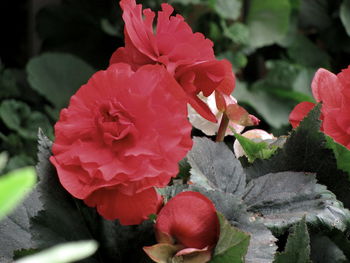 Close-up of pink rose flower