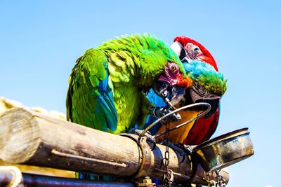 Close-up of parrot perching on tree