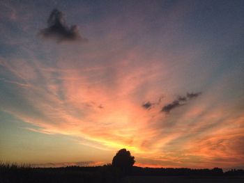 Silhouette of trees at sunset