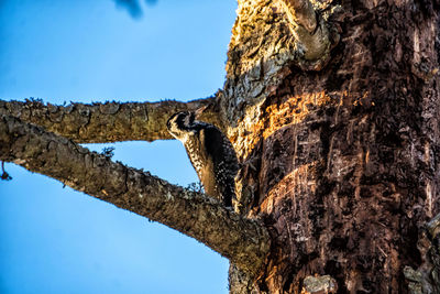 Low angle view of animal on tree trunk against sky