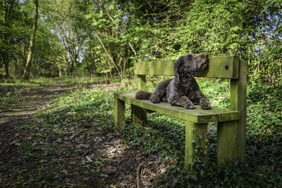 Dig sitting on bench in forest