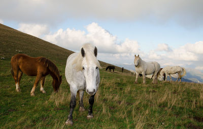 Wild horses at pasture in the mountain