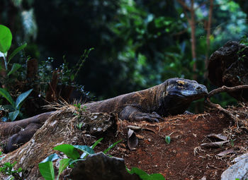 Close-up of komodo dragon in forest