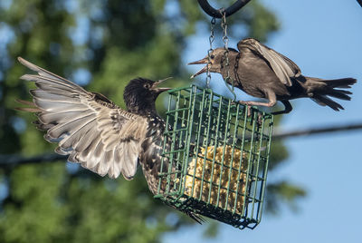 Birds flying over a bird feeder
