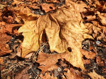 Close-up of dry maple leaves on field