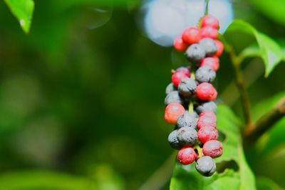 Close-up of berries growing on tree