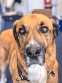 Close-up portrait of dog